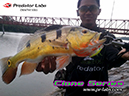 PRL_Clone13